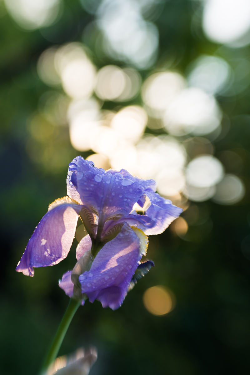 Сотканный из света