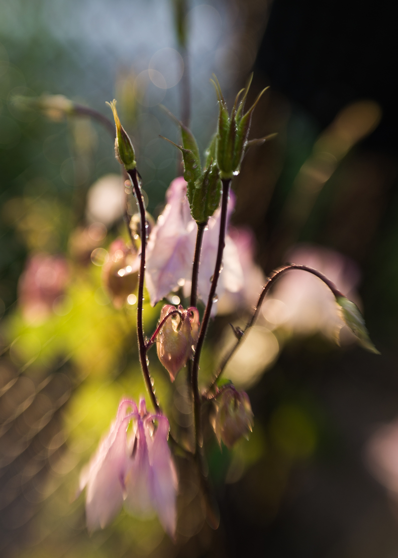 Цветы в саду