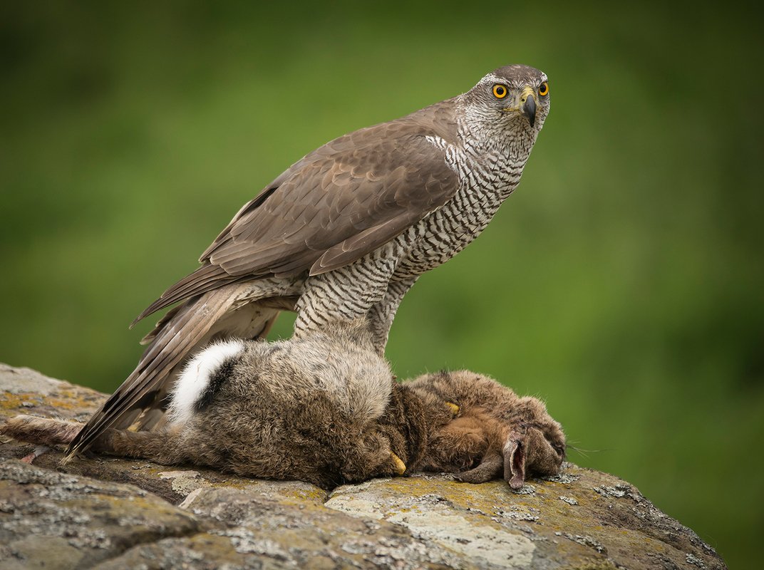 Goshawk with rabbit