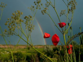 Веселкові маки