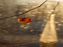 Осіння крапля