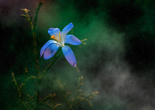 Крокус космічний