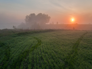 Сліди на траві