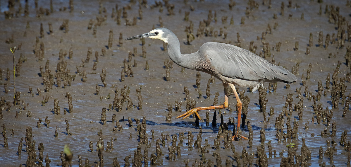White Face Heron