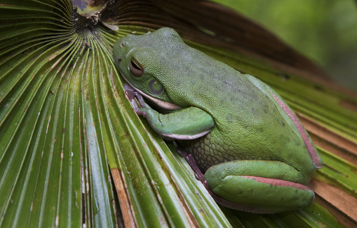 White Lipped Green Frog