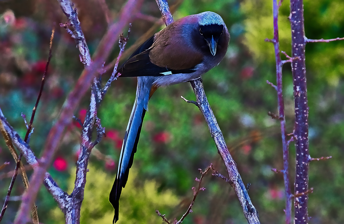 Himalayan Bird Magpies