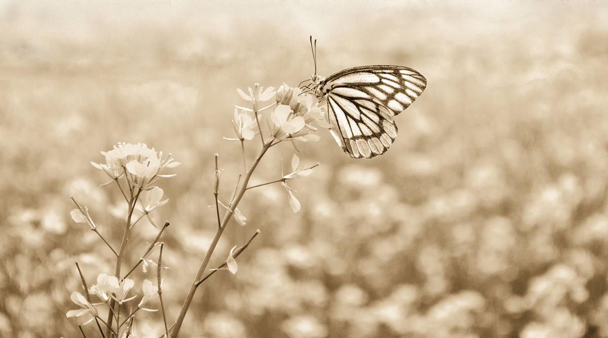 Butterfly - The Beauty