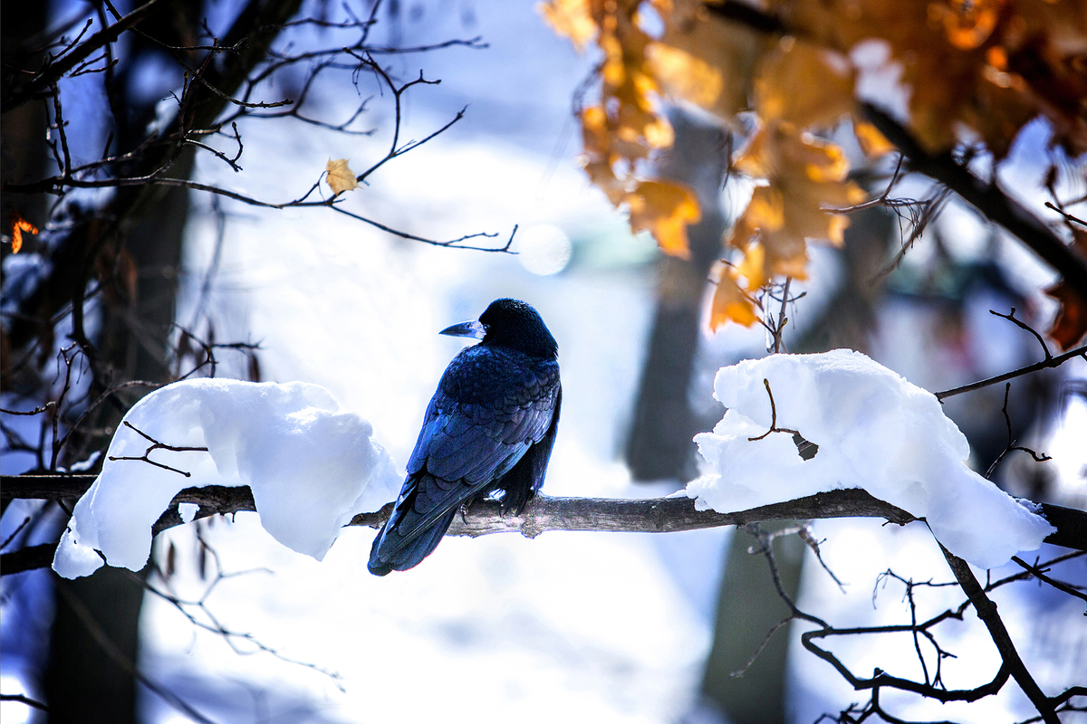 1. Весеннее настроение.
