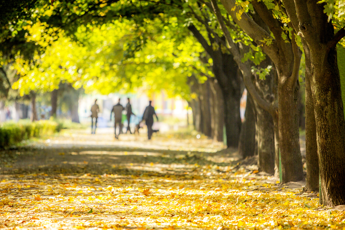 4. Осенние силуэты.