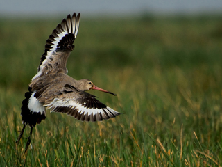 FLYING GODWIT