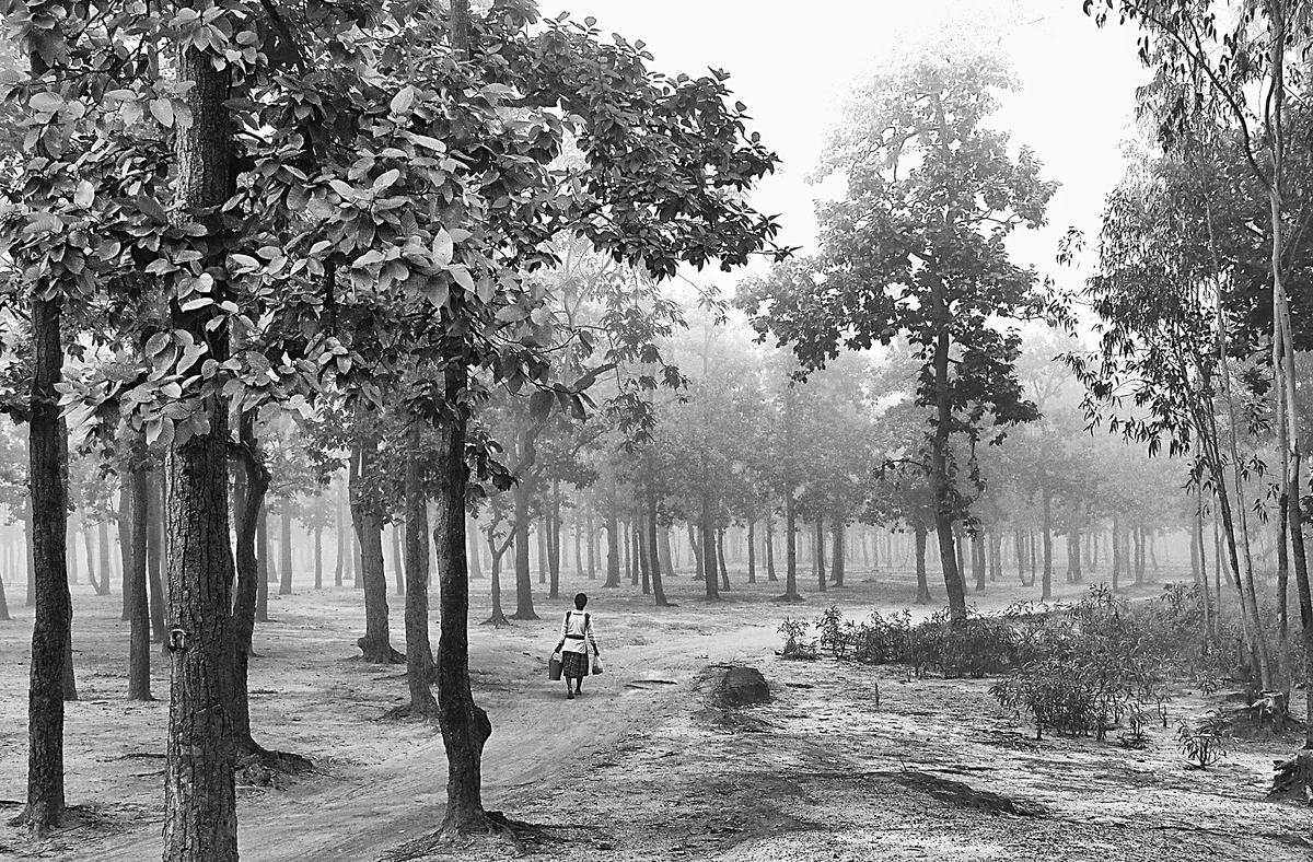 walk through the forest