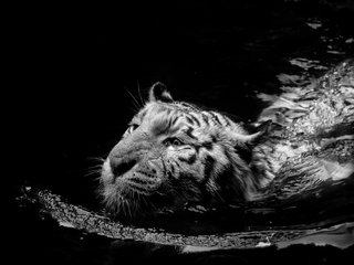 Crossing the Black river