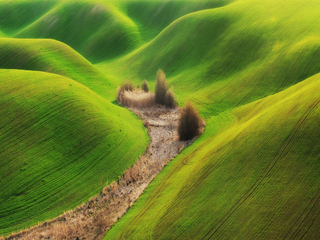 Українське поле