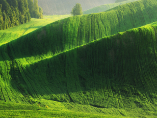 пшеничне цунамі