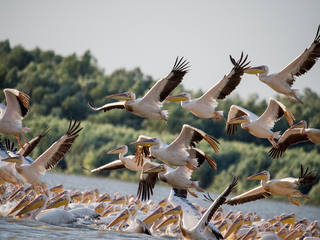 Flock of pelicans