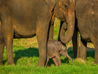 Elephant Infant
