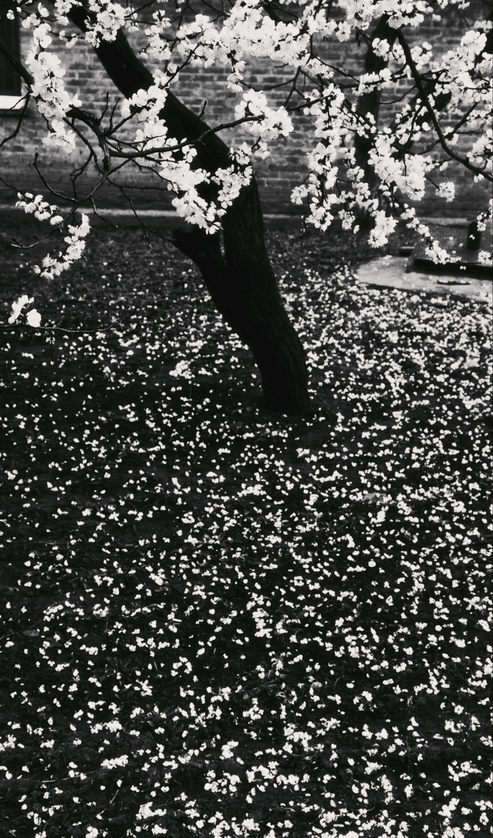 із серії дерева. фото 1