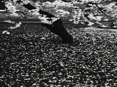 із серії дерева. фото 1