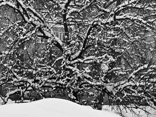 із серії дерева. фото 2