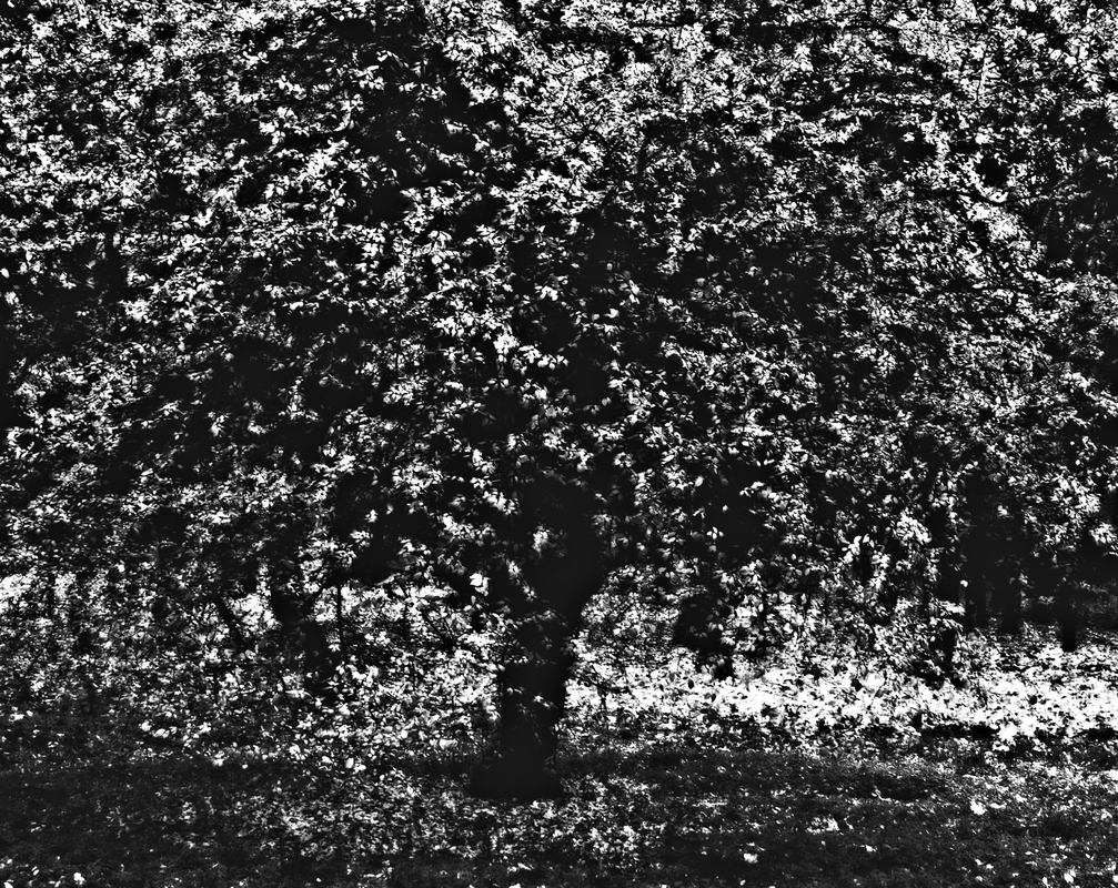 із серії дерева. фото 3