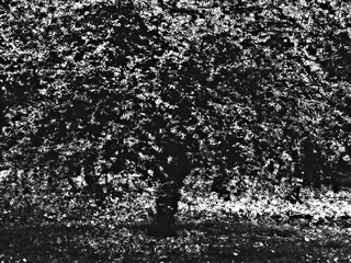 із серії дерева. фото 3