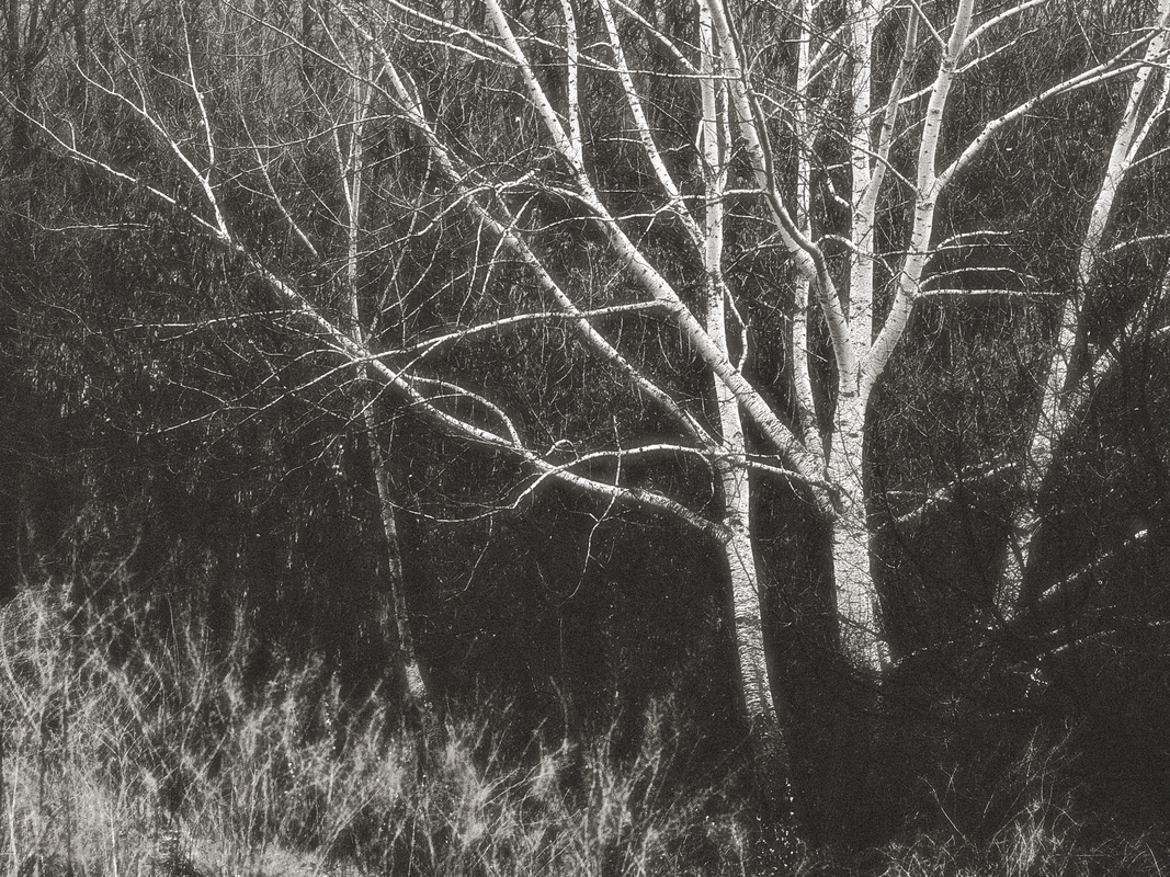 із серії дерева. фото 4