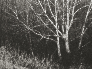 із серії дерева. фото 4