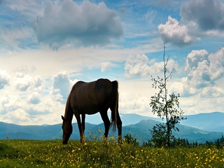 дві самотності