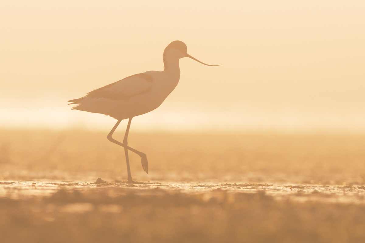 Театр тіней