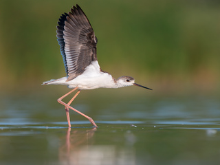 Витонченість