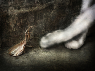 Priglasheniyen on dance