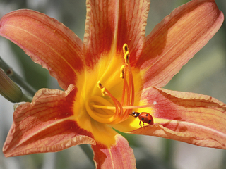 The rhapsody on strings of summer