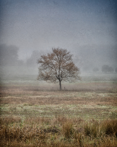 Taggerty tree in fog