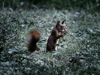 З побачення