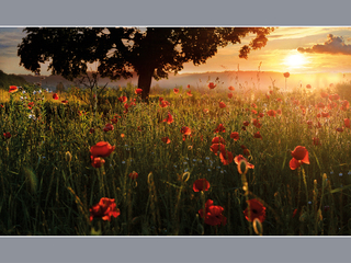 А маки цвітуть