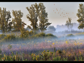 Під судовою вишнею