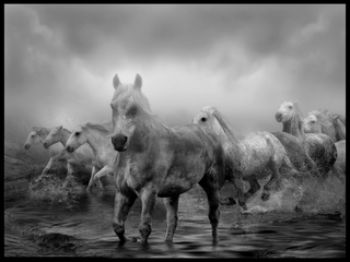 Horses in the fog