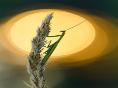 Богомол в сонячному колі