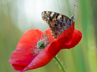 Квітка і метелик