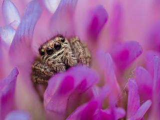 Павук скакун