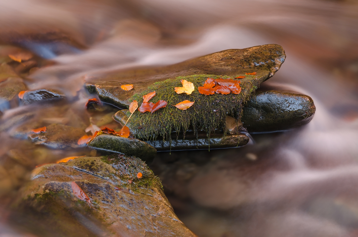 Листя на камені
