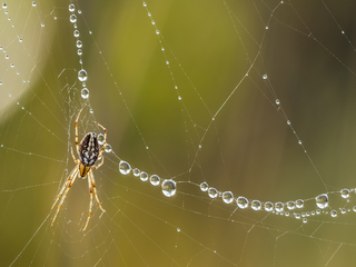 Творець перлин