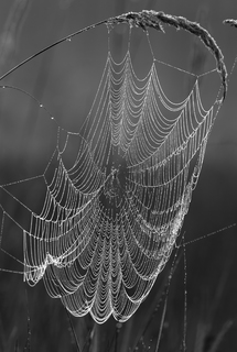 Ловець снів