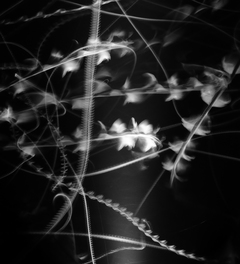 Нічний танок метеликів