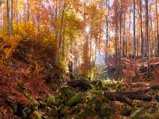 Дивовижний світ з каменю, дерев, сонця і кольору