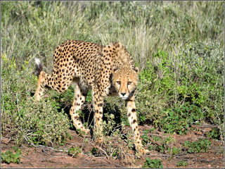 Cheetah searching for lunch 3