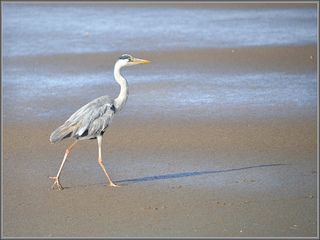 Heron Walvis Bay