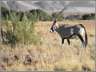 Springbok near Sesriem II