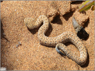 Viper Bitis peringueyi