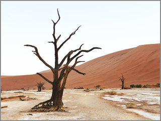 Le vieux de Deadvlei